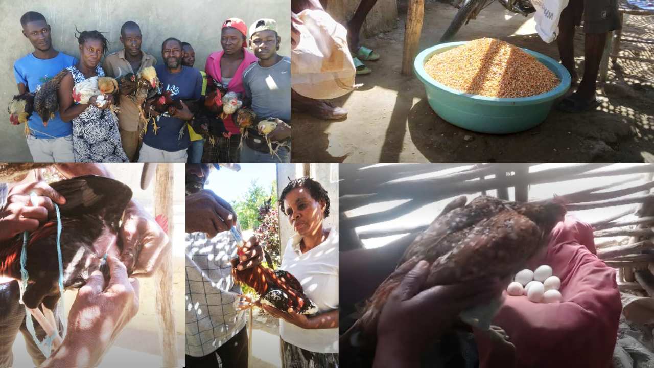 seed-haiti (4)
