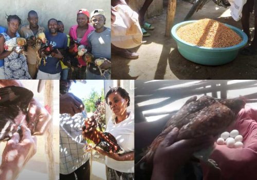 seed-haiti (4)